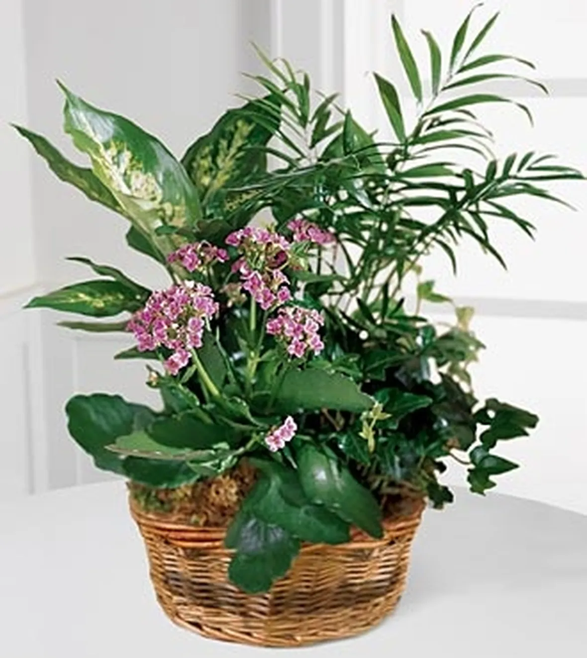 fiori a Bari