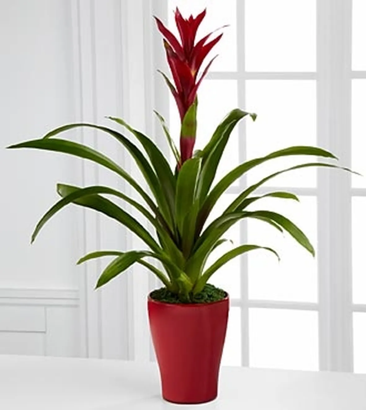 fiori a domicilio Bologna