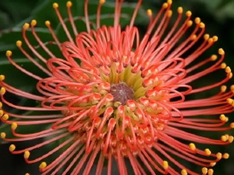 fiori australiani