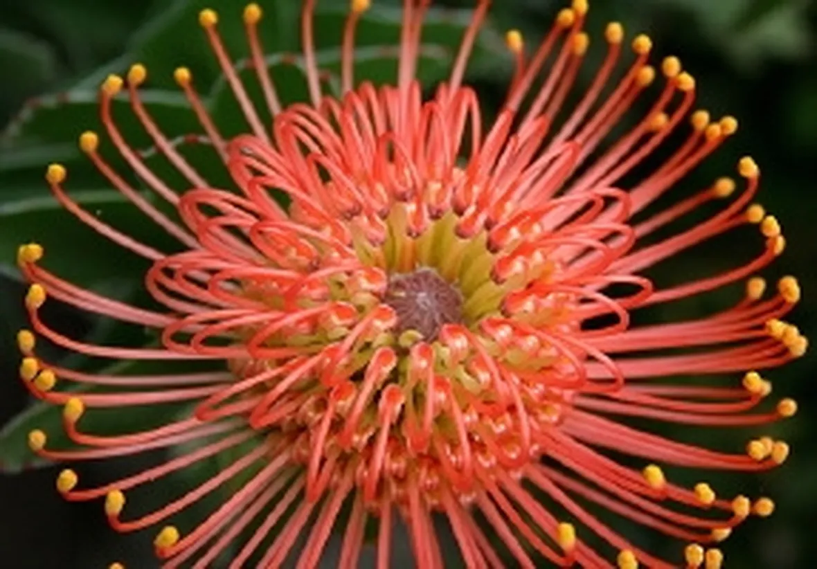 fiori australiani
