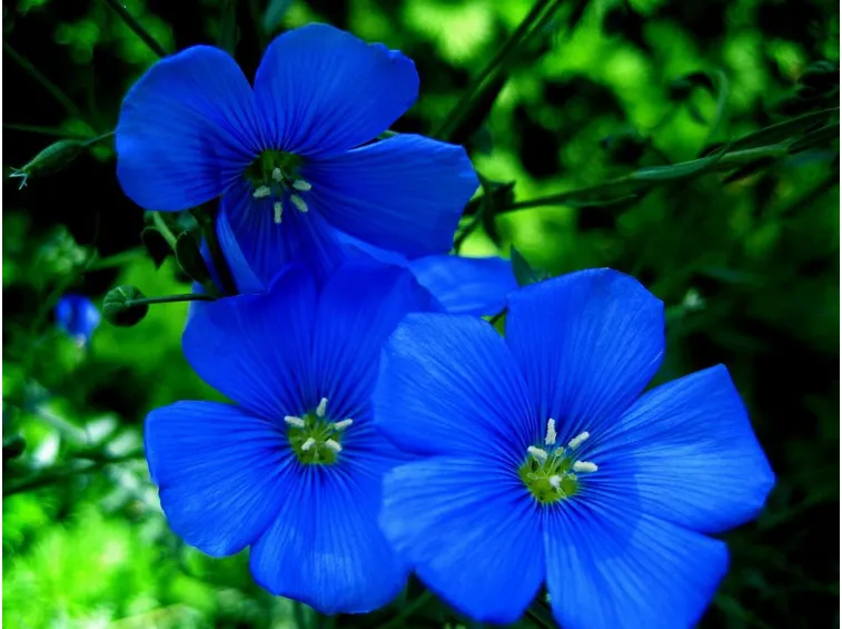 fiori blu