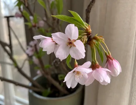 fiori ciliegio
