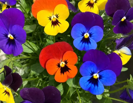 fiori colorati