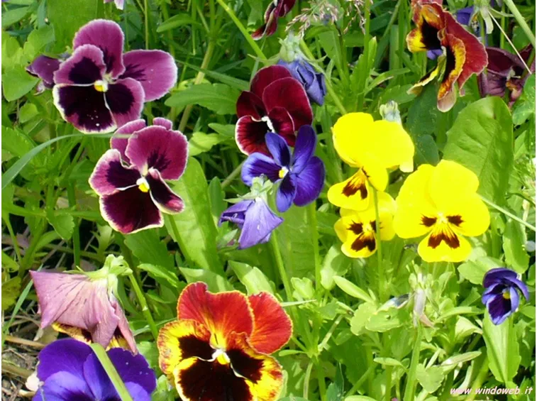 fiori colorati