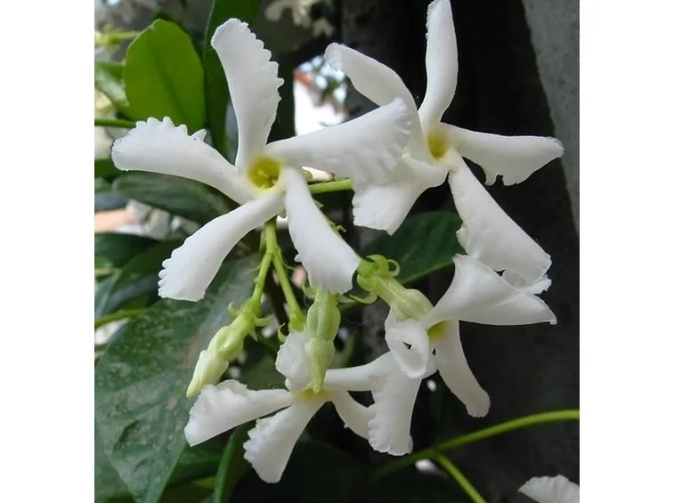 fiori con nastri