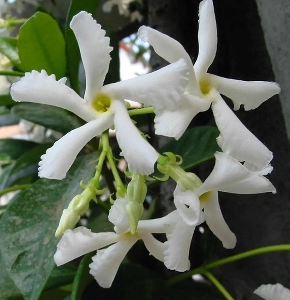 fiori con nastri