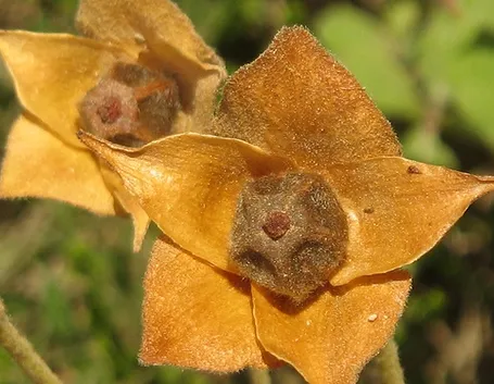 fiori da balcone