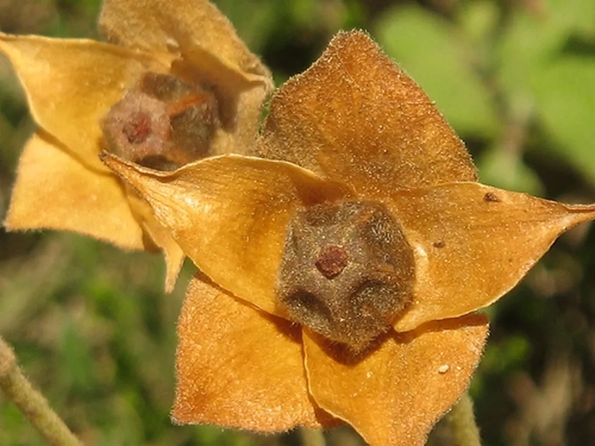 fiori da balcone