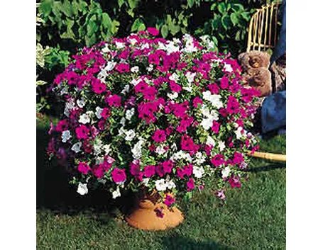 fiori da vaso