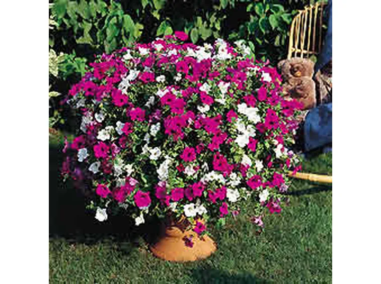 fiori da vaso