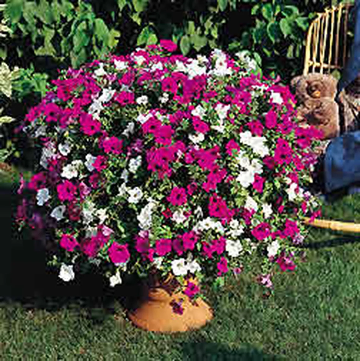 fiori da vaso