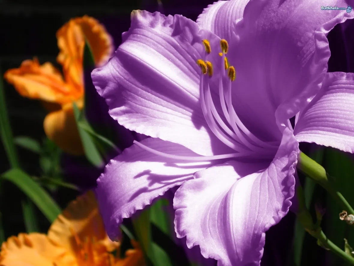 fiori di firenze