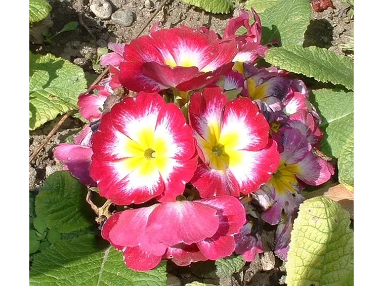 fiori di genova