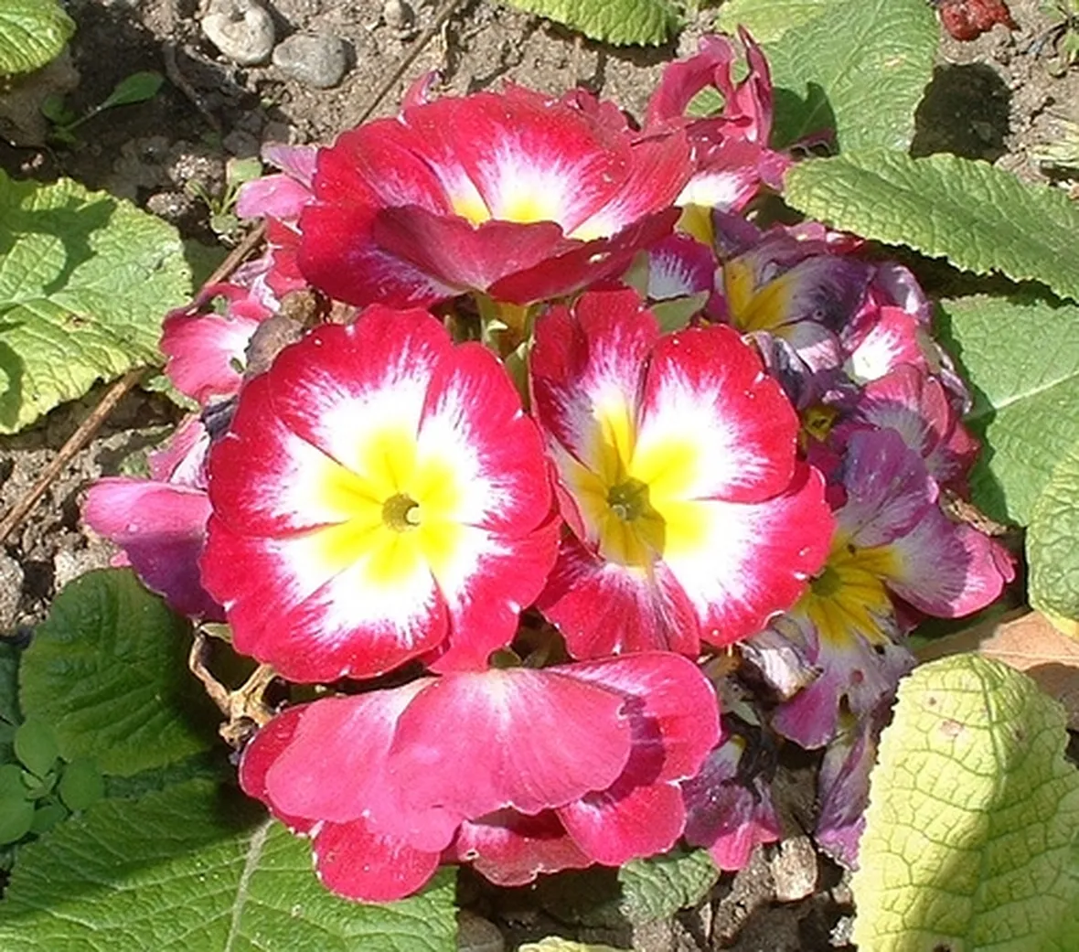 fiori di genova