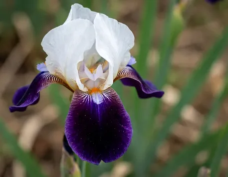 Fiori di luglio per matrimonio: quali sono le specie di stagione