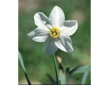 Fiori di narciso