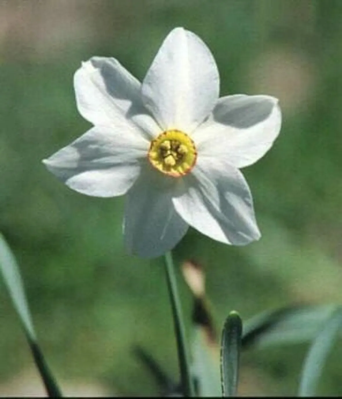 Fiori di narciso