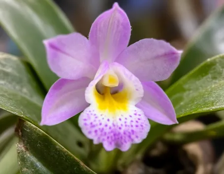 fiori di orchidee