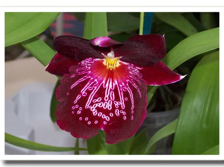 fiori di orchidee