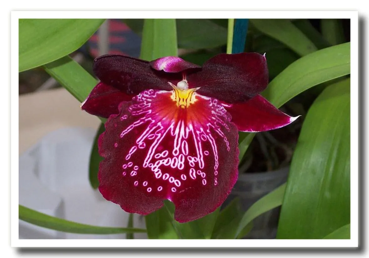 fiori di orchidee