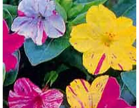 fiori di plastica