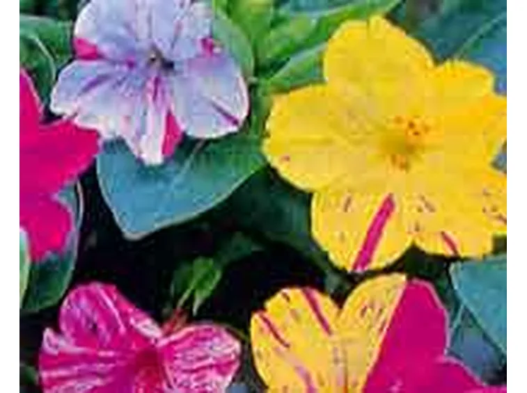 fiori di plastica