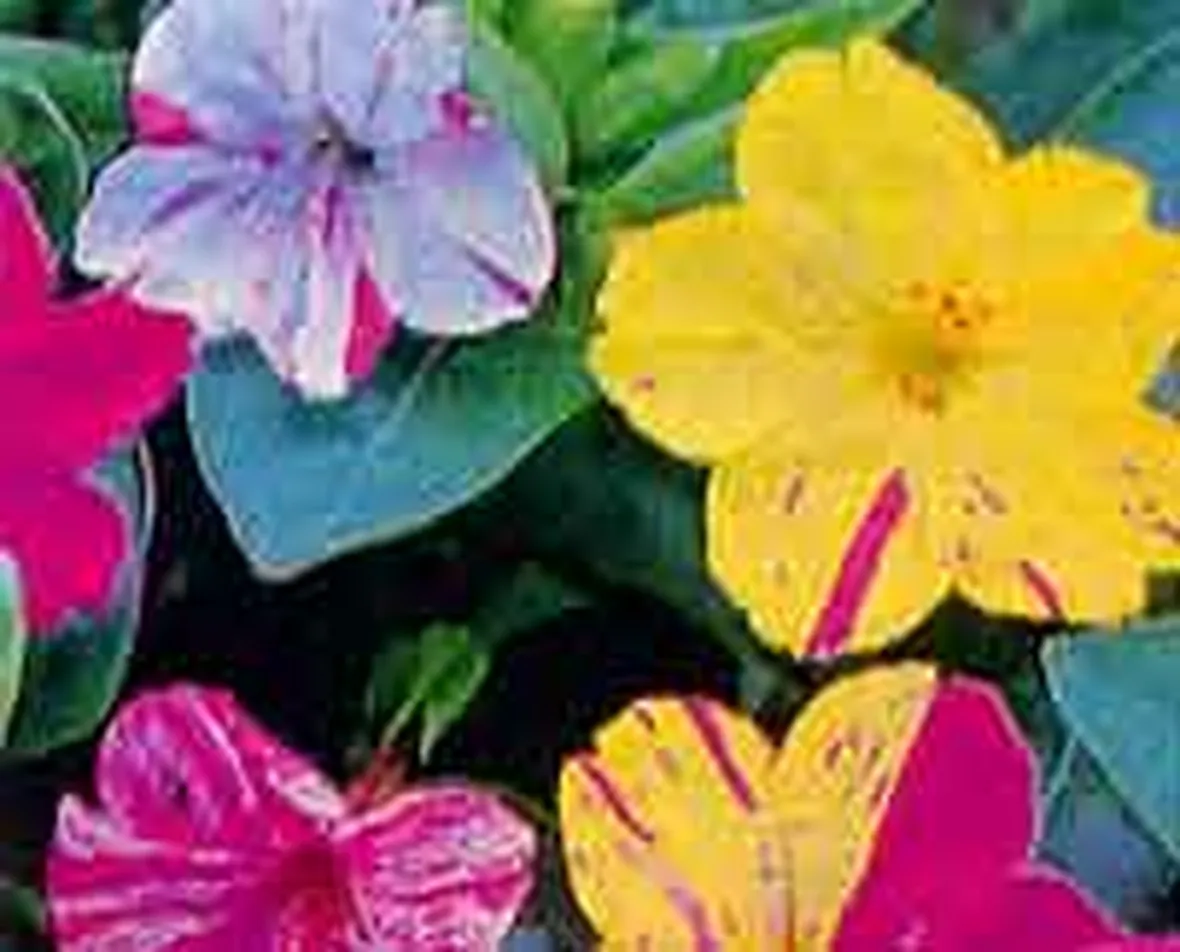 fiori di plastica