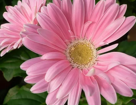 fiori di seta