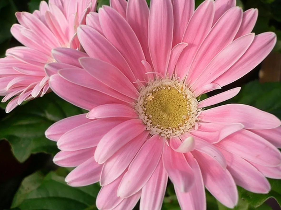 fiori di seta