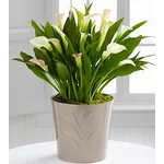 fiori domicilio Bari