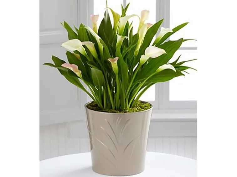fiori domicilio Bari