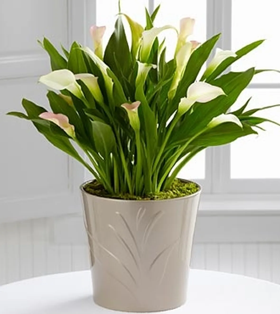 fiori domicilio Bari