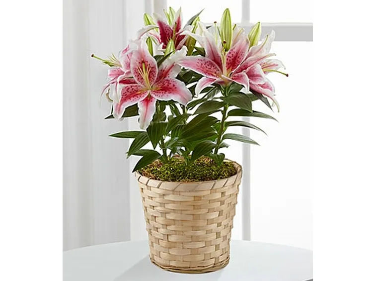 fiori domicilio Bologna