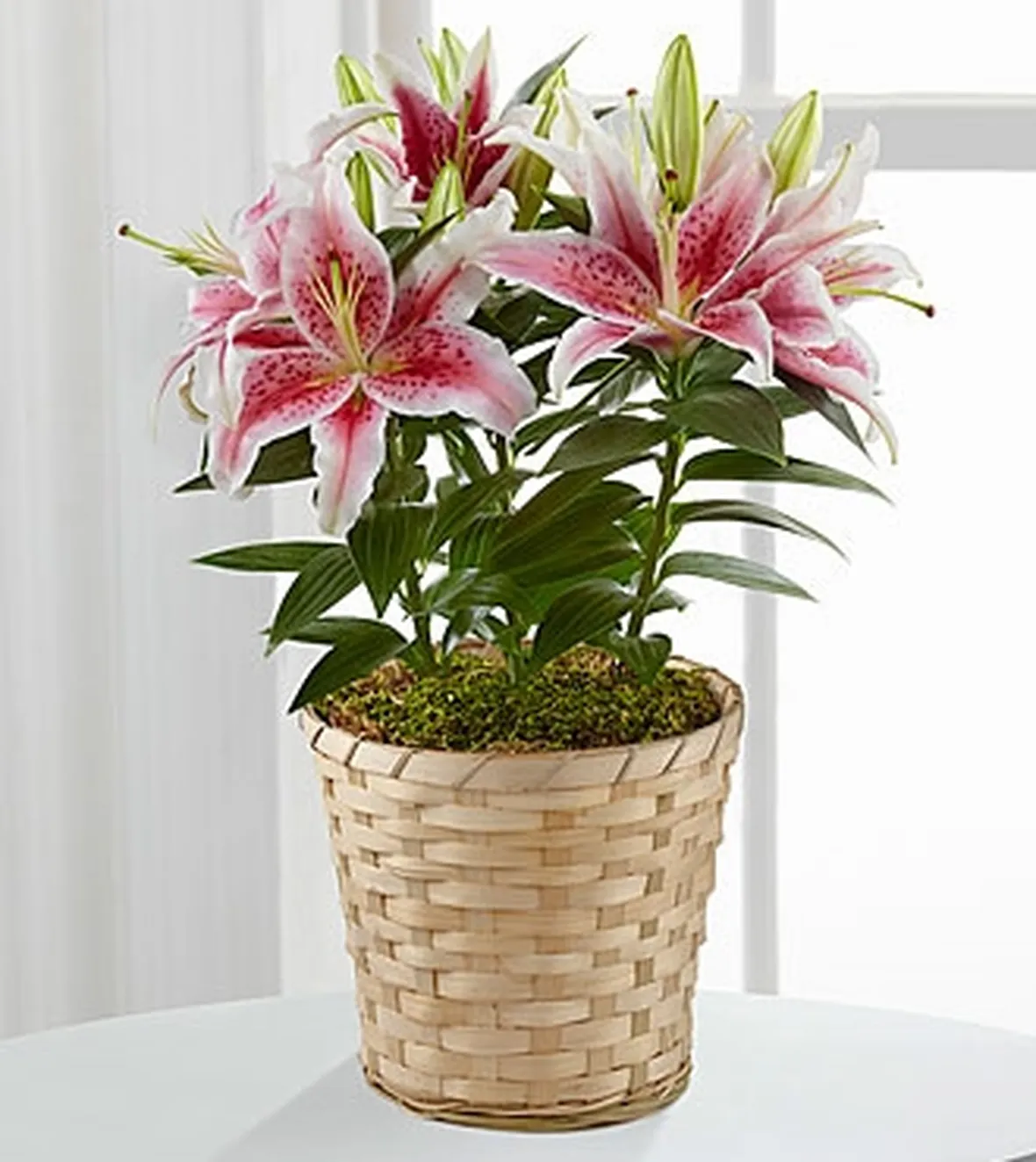 fiori domicilio Bologna