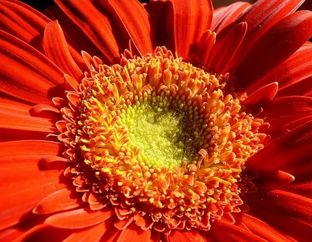 fiori estivi
