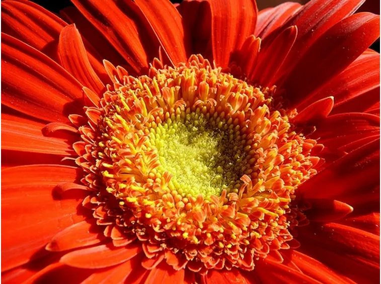 fiori estivi