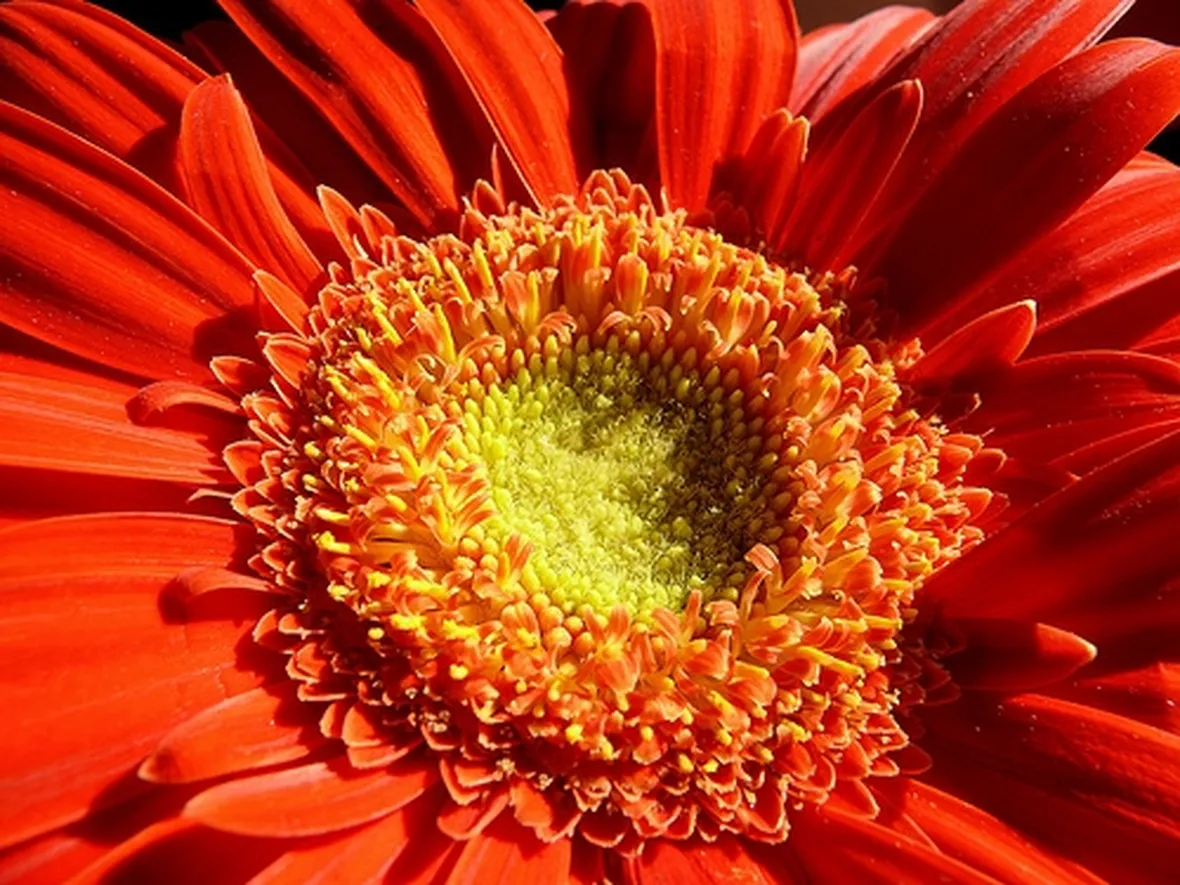 fiori estivi