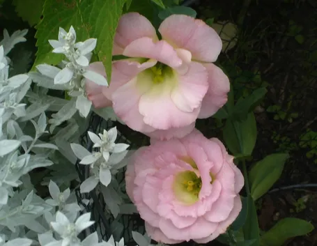 fiori in tessuto