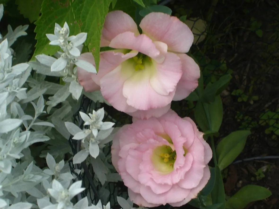 fiori in tessuto