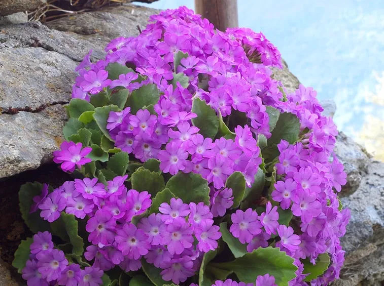 fiori per anniversario