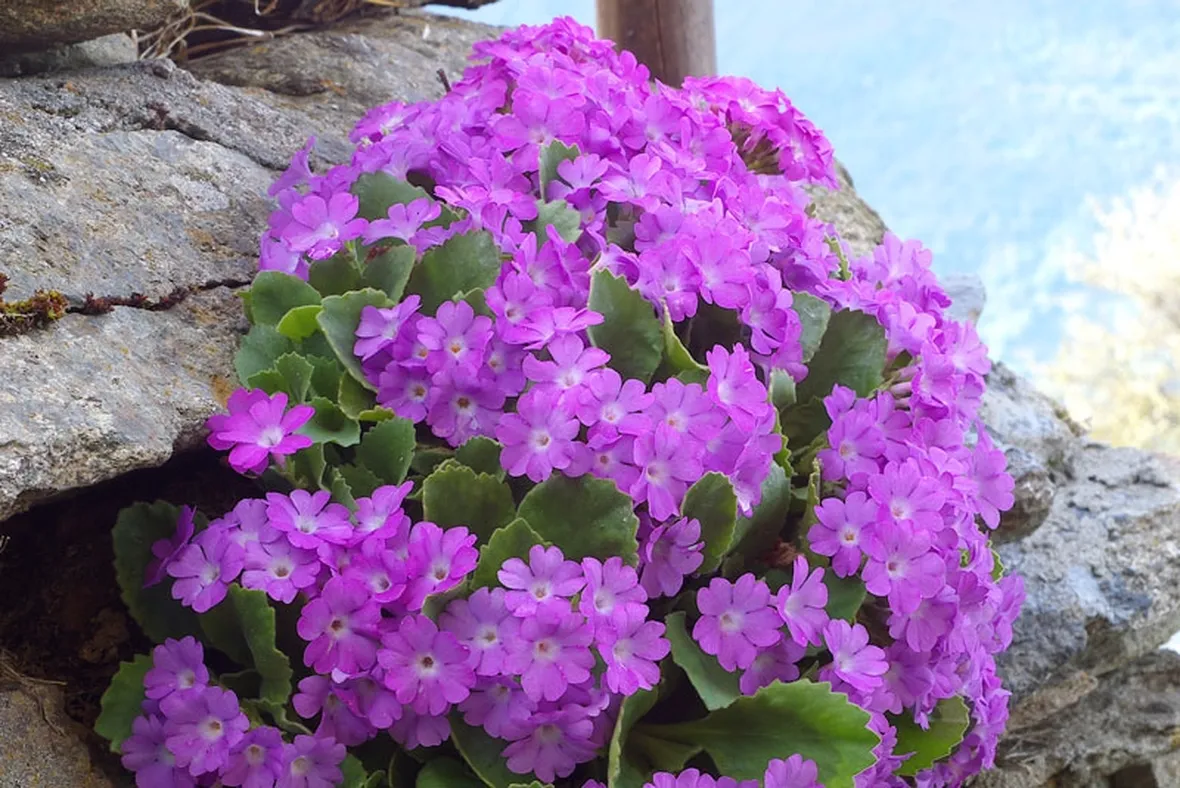 fiori per anniversario