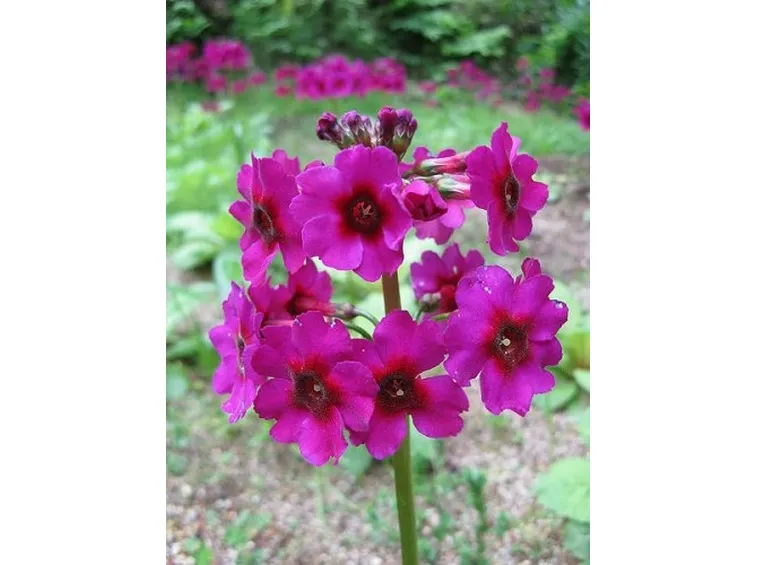 fiori per aziendali