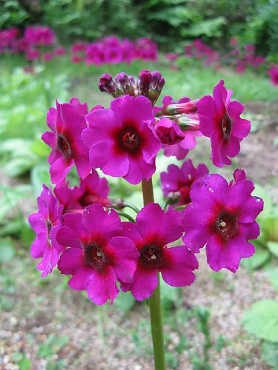 fiori per aziendali