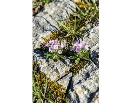 fiori per chiedere scusa