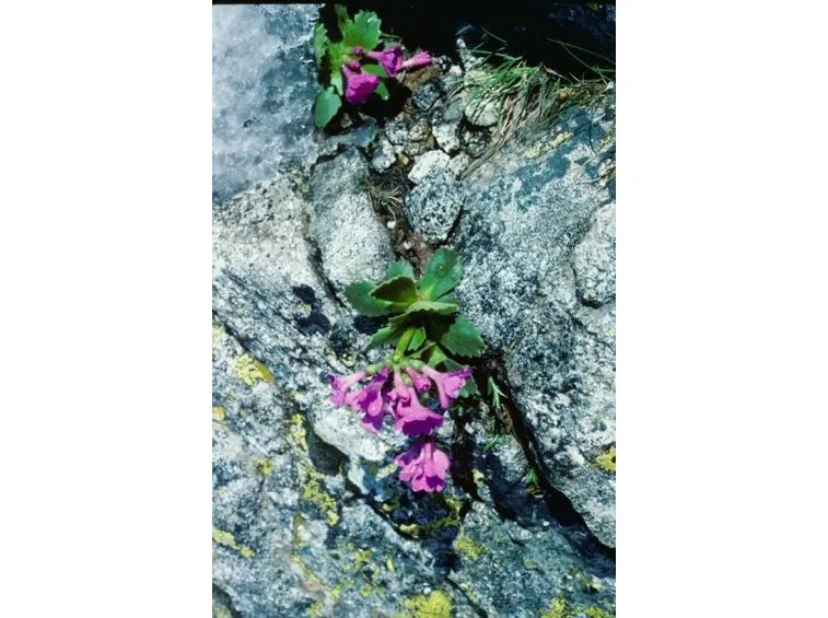 fiori per chiedere scusa