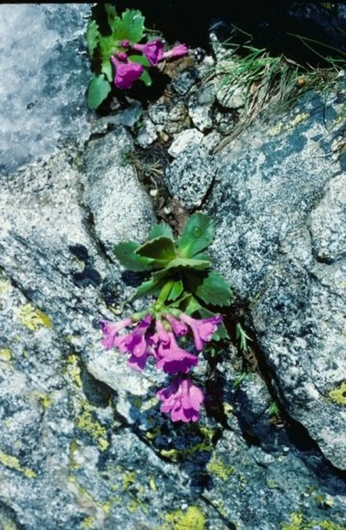 fiori per chiedere scusa