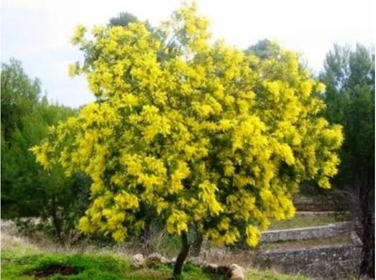 fiori per festa della mamma-7