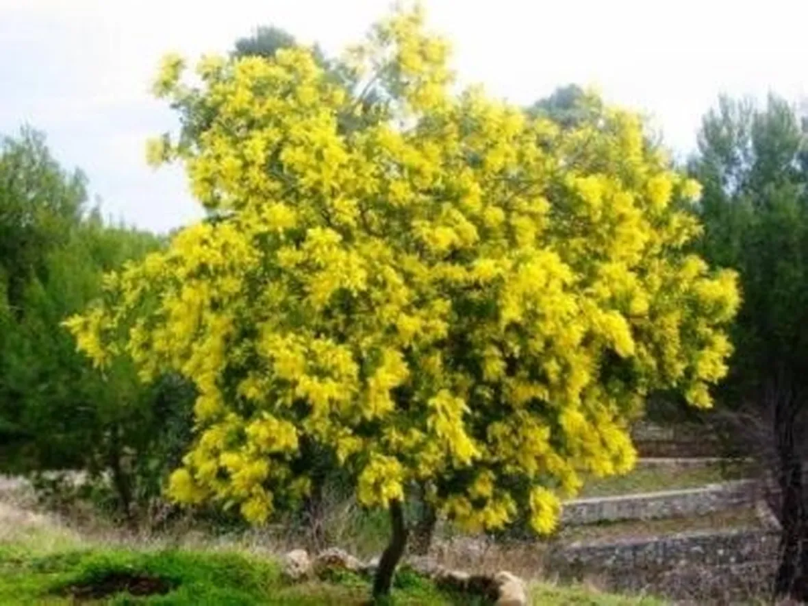 fiori per festa della mamma-7