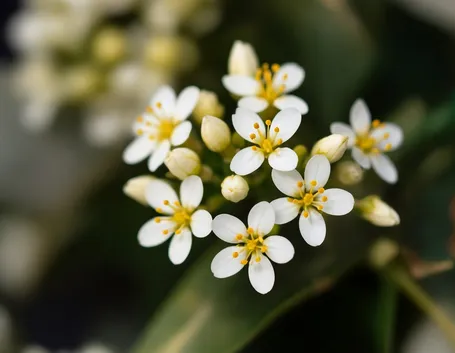 fiori per festa della mamma