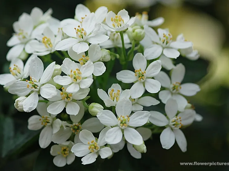 fiori per festa della mamma